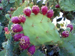 Prickly Pear Cactus on Scottsdale Real Estate